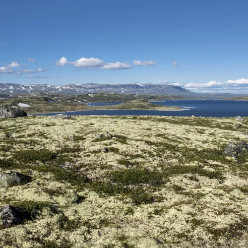 Storekrækkja er en rundtur fra Fagerheim via Krækkja, midt på Hardangervidda