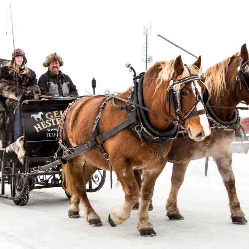 Horse sleigh ride at Geilo