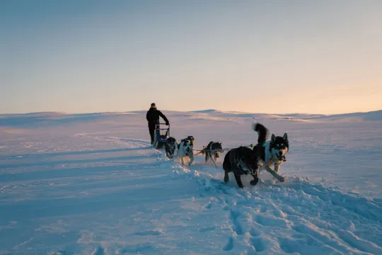 Geilo Husky