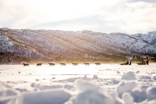 5 km dog sledding on the Ustedalsfjord