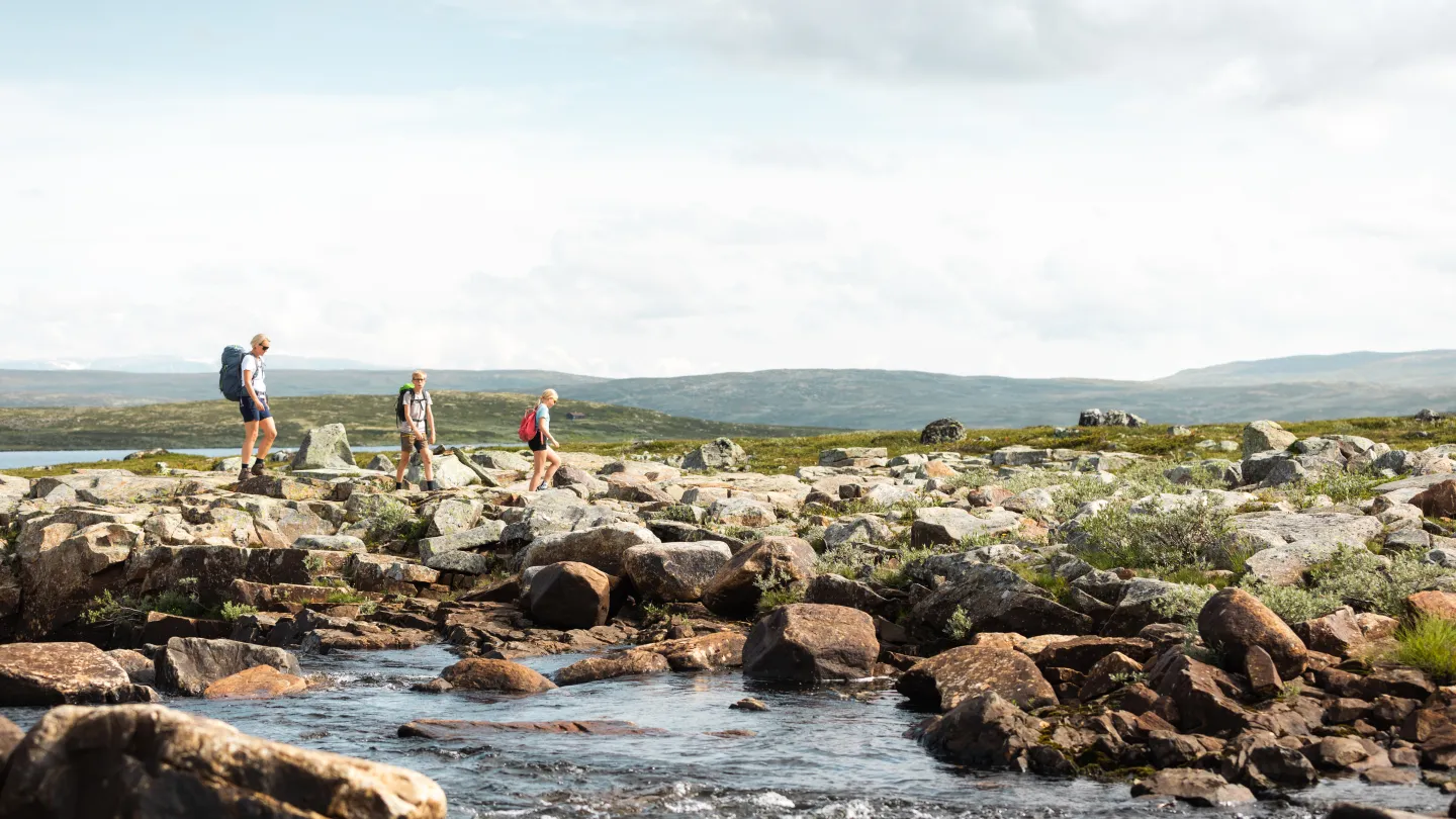 Vandring Halnekongen Hardangervidda