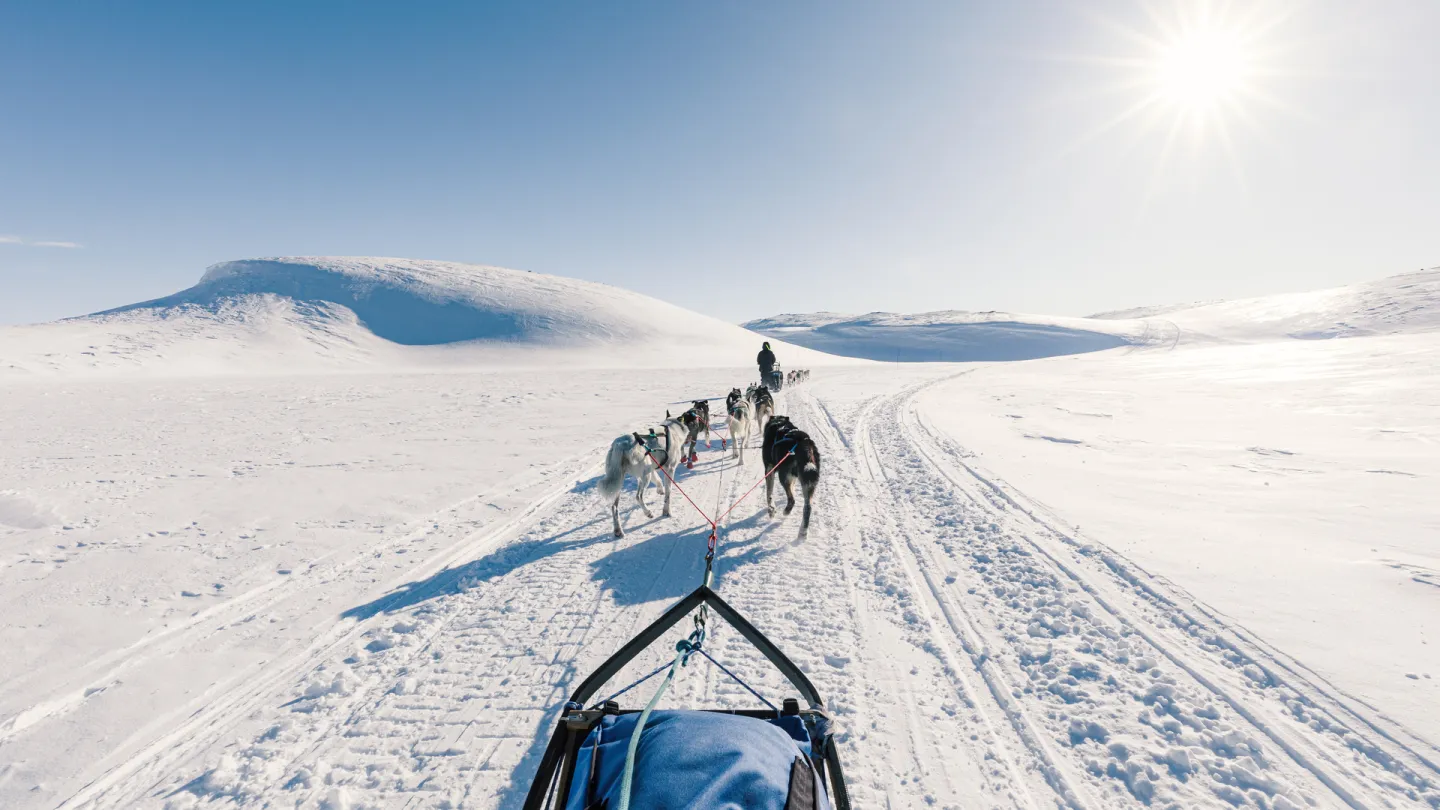 geilo husky