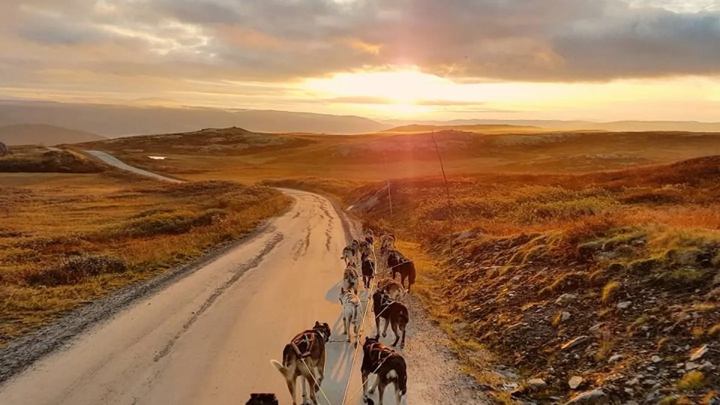 geilo husky