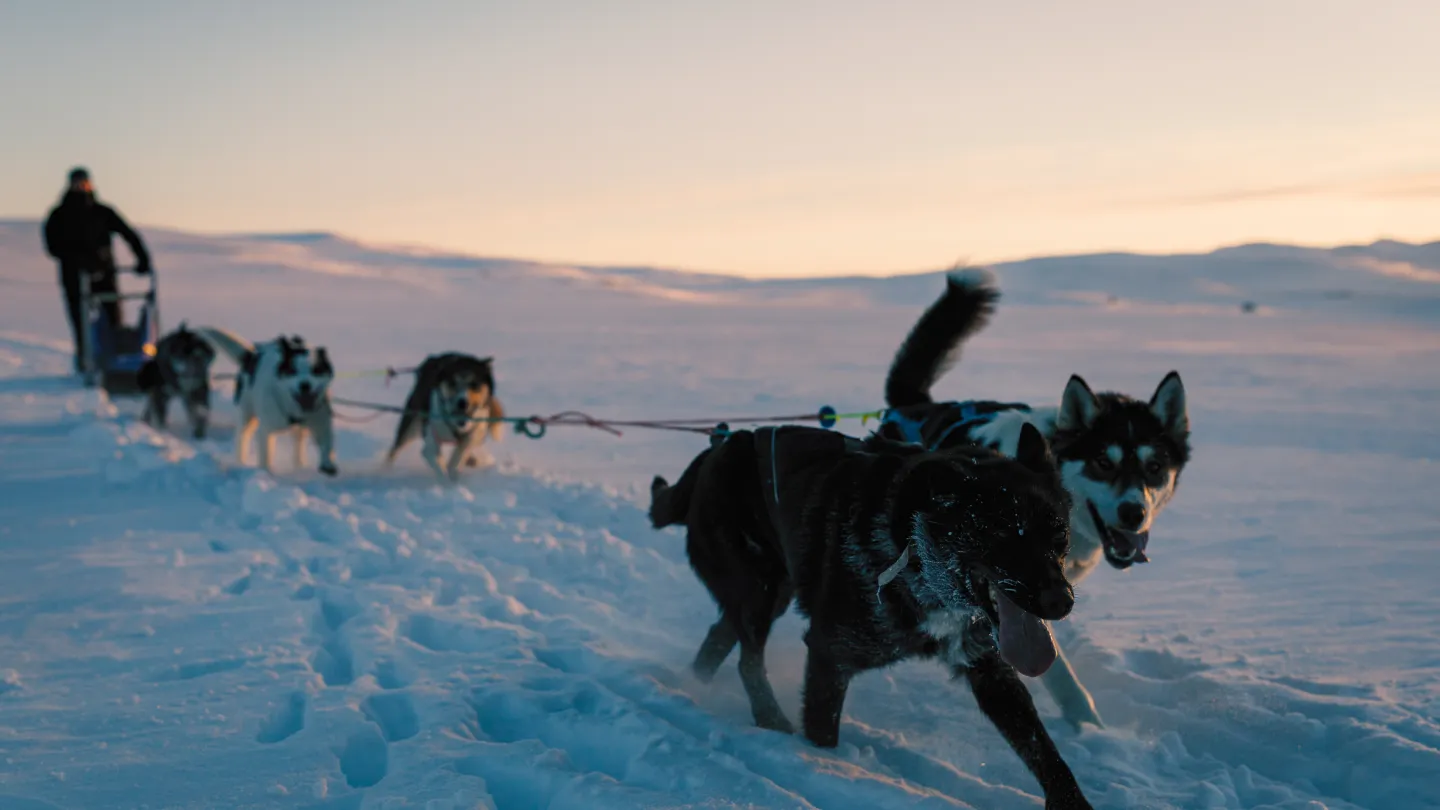 Hundekjøring vårtur