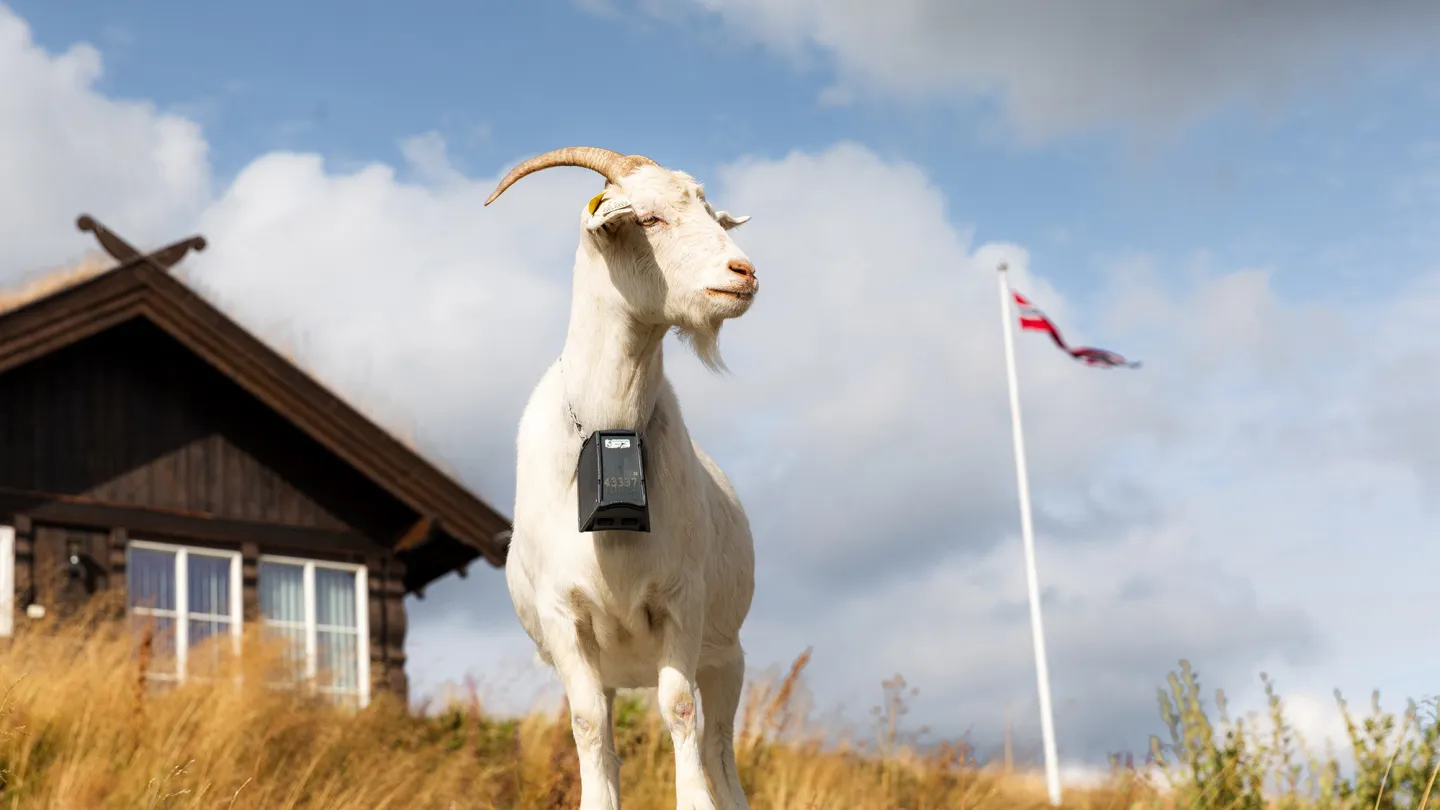 Goat at Hakkesetstolen