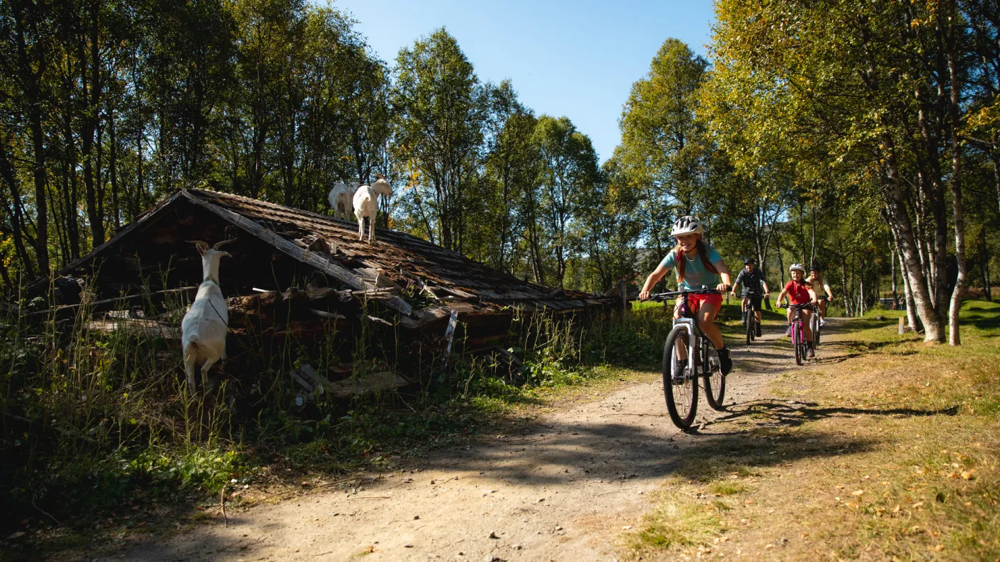 sykkelutleie på geilo